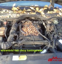 wiewiórki też chcą tuningować